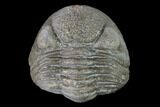 Wide Eldredgeops Trilobite - Silica Shale #137262-1